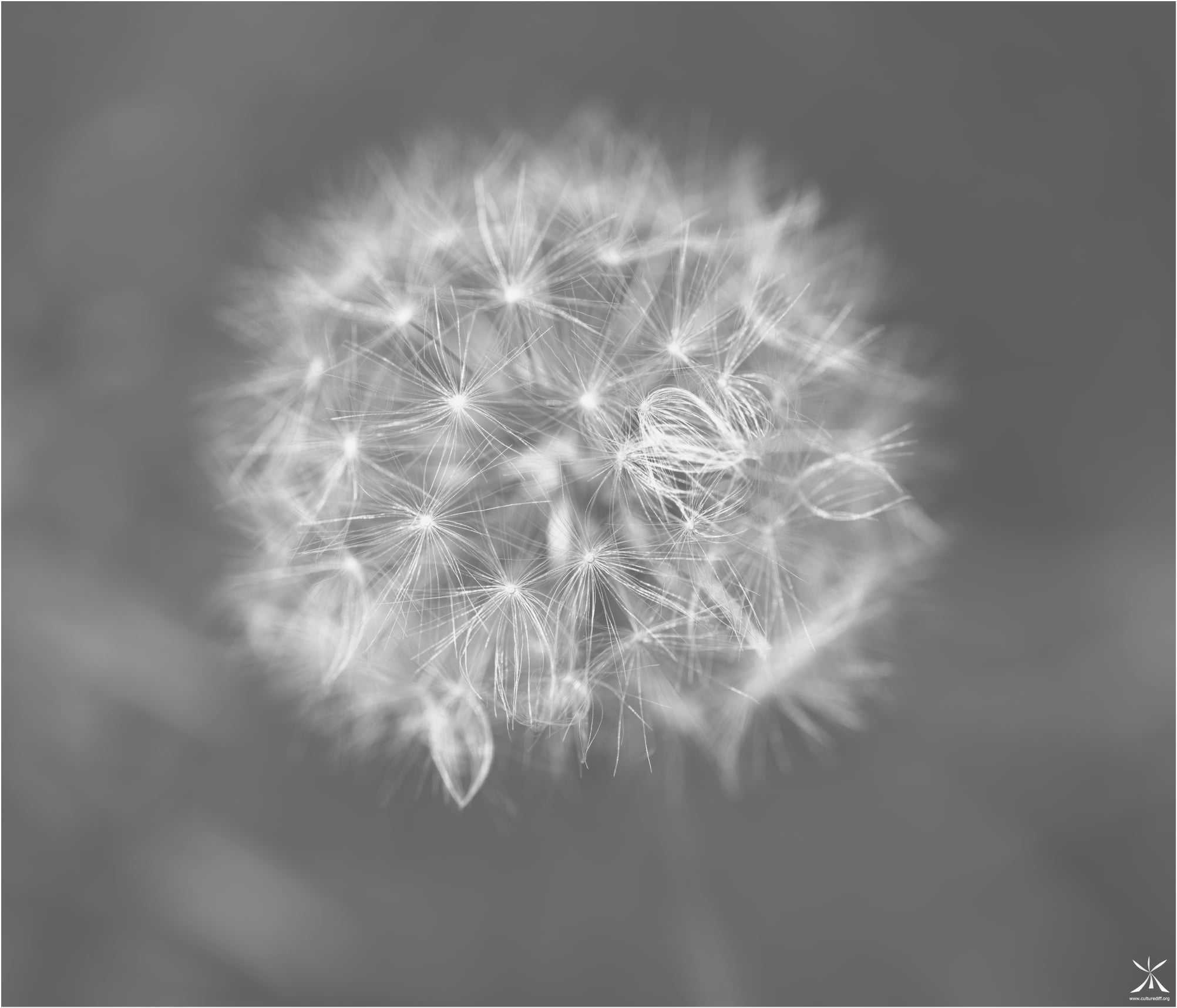 A dandelion flower